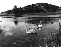 forest_park