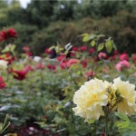 Rose Garden in Lidice