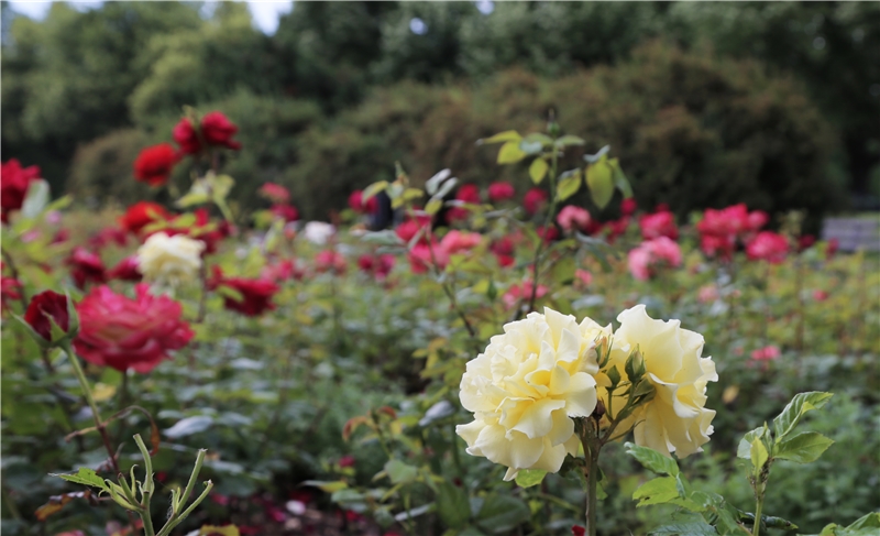 Rose Garden in Lidice