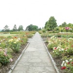 Rose Garden in Lidice