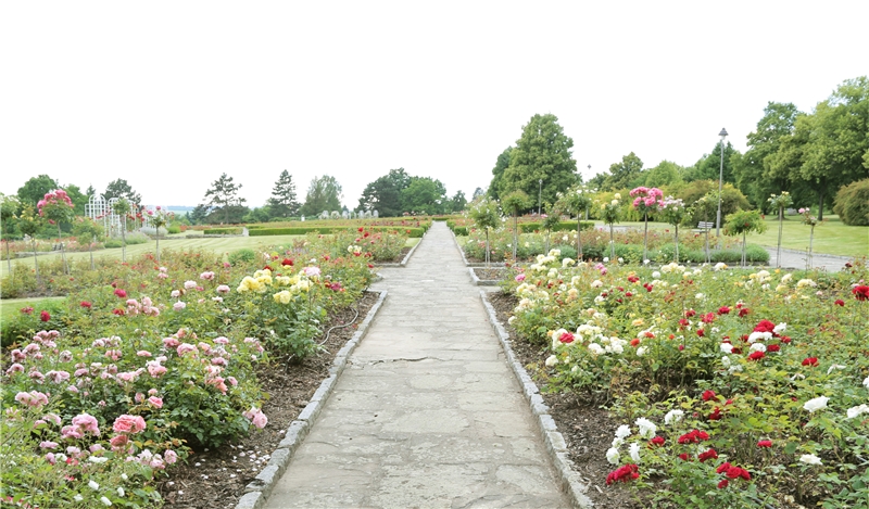 Rose Garden in Lidice