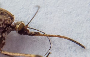 Female mosquito head