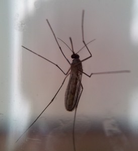 Adult female mosquito