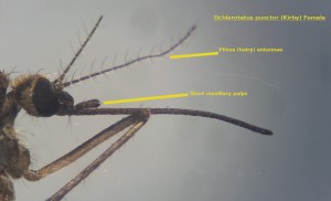 Female Ochlerotatus punctor head with annotations showing pilose antennae and short maxillary palps.