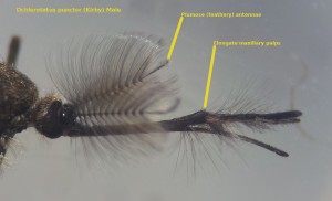 Male Ochlerotatus punctor head with annotations showing plumose antennae and elongate maxillary palps.