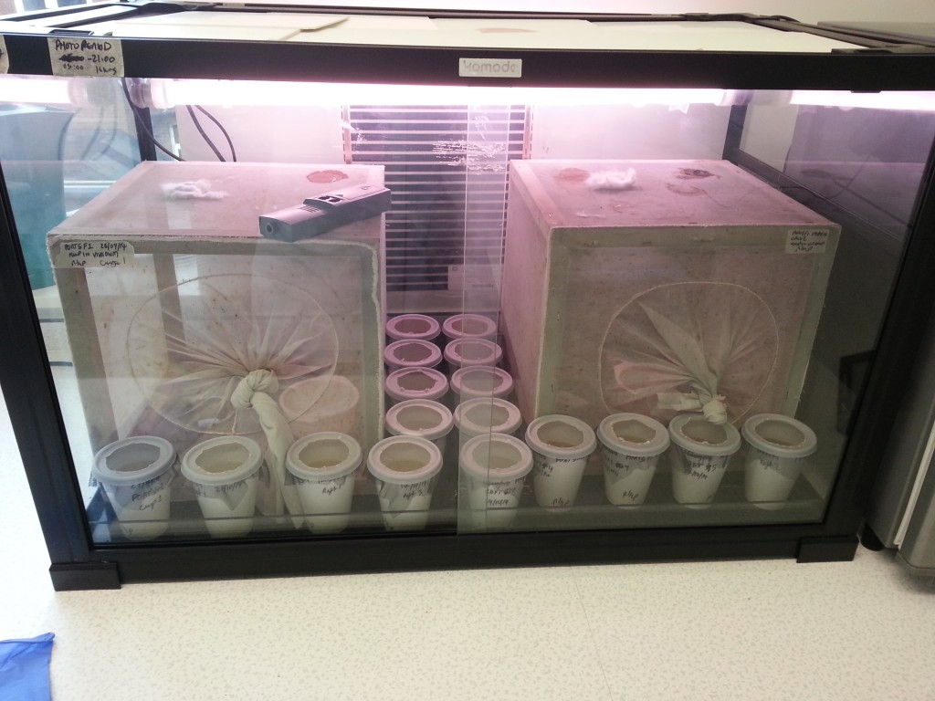 Hurrying the development of the soon to be experimental candidate mosquitoes. Preconditioning for temperature and light cycle.