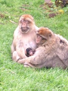 Monkeys from the Trentham Estate Monkey Forest