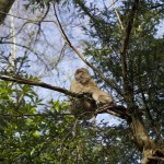 A monkey in a tree at the Monkey Forest