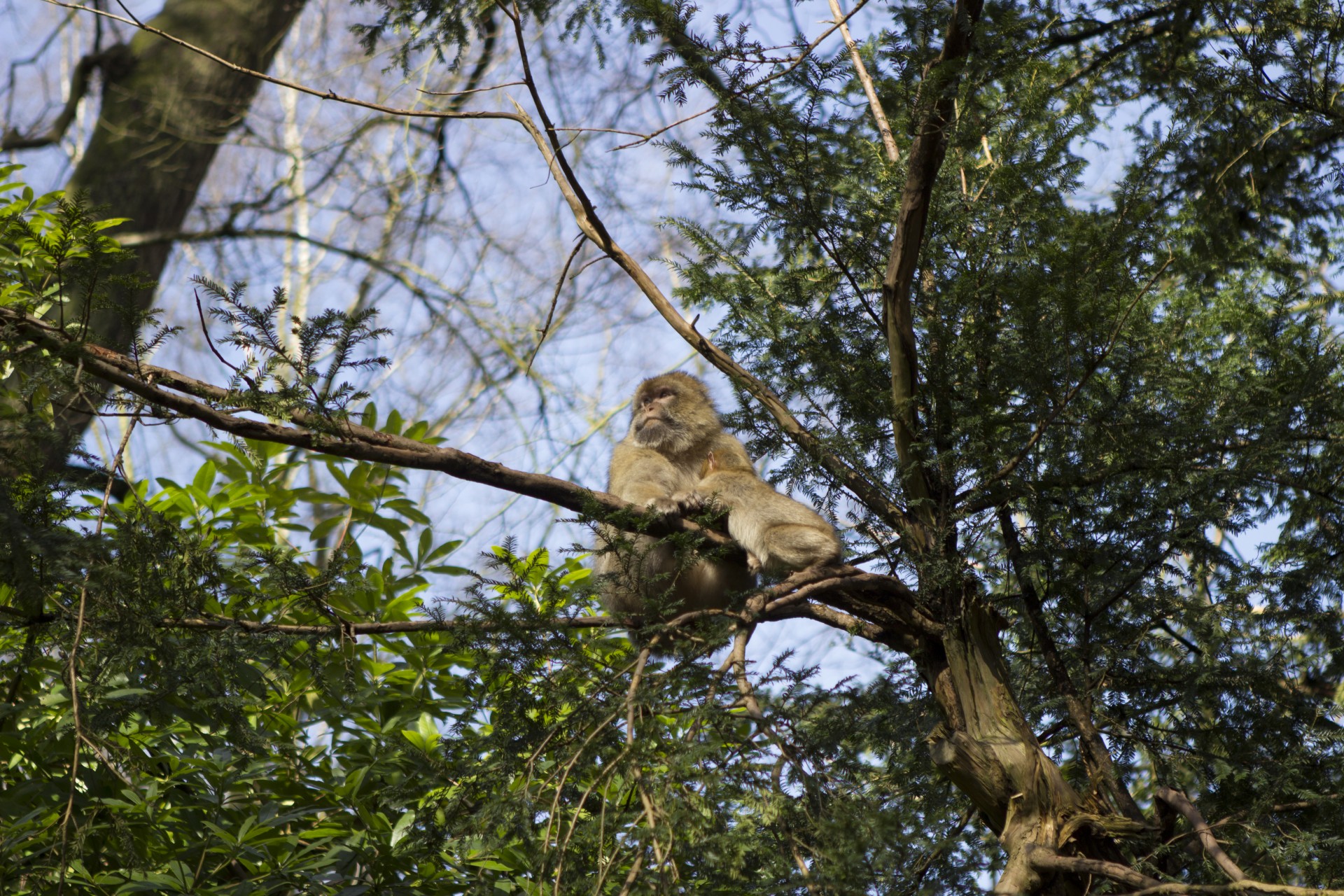 Monkey Forest