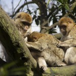 Monkeys in a tree at the Monkey Forest