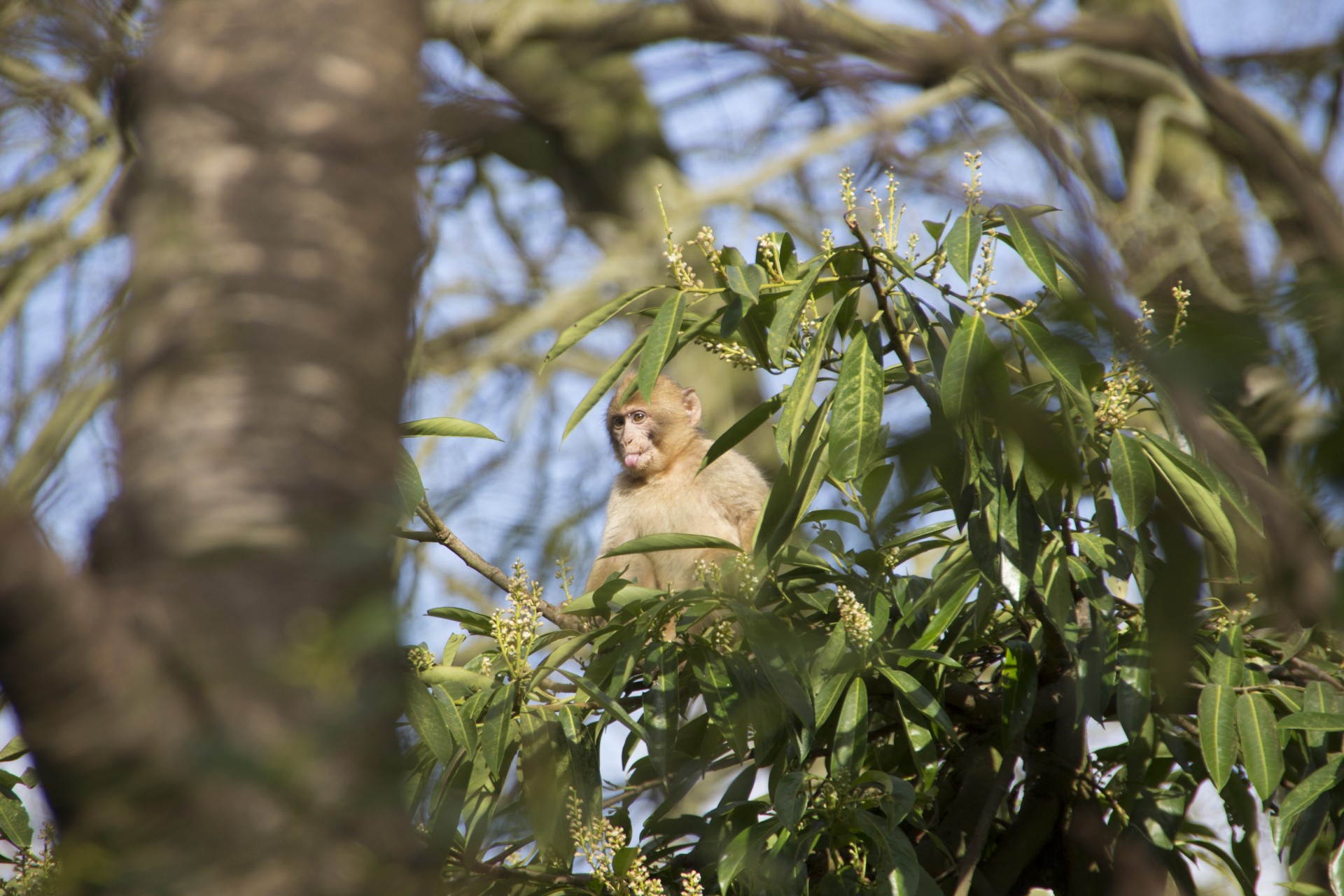 A little monkey in a tree at the Monkey Forest with its tongue sticking out